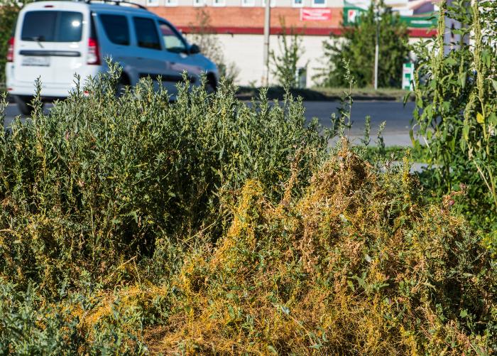 Записки астраханского натуралиста. Повилика, растение-паразит