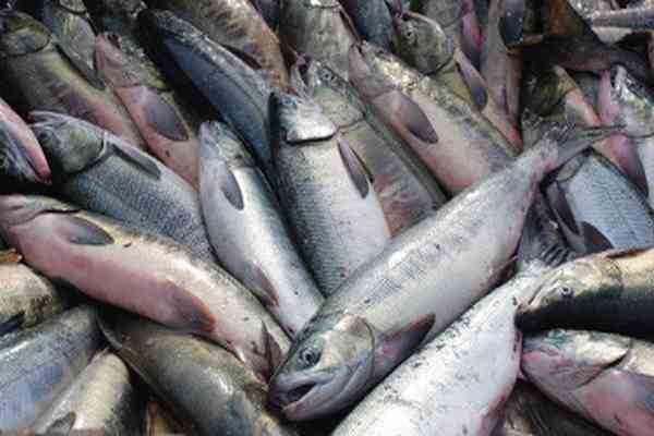 Шестнадцать тонн рыбы не смогли пересечь астраханскую границу
