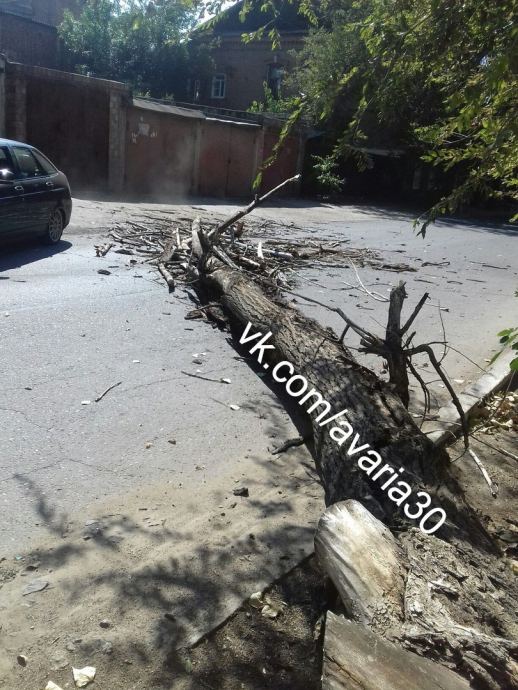 В Астрахани упавшее дерево перегородило проезд