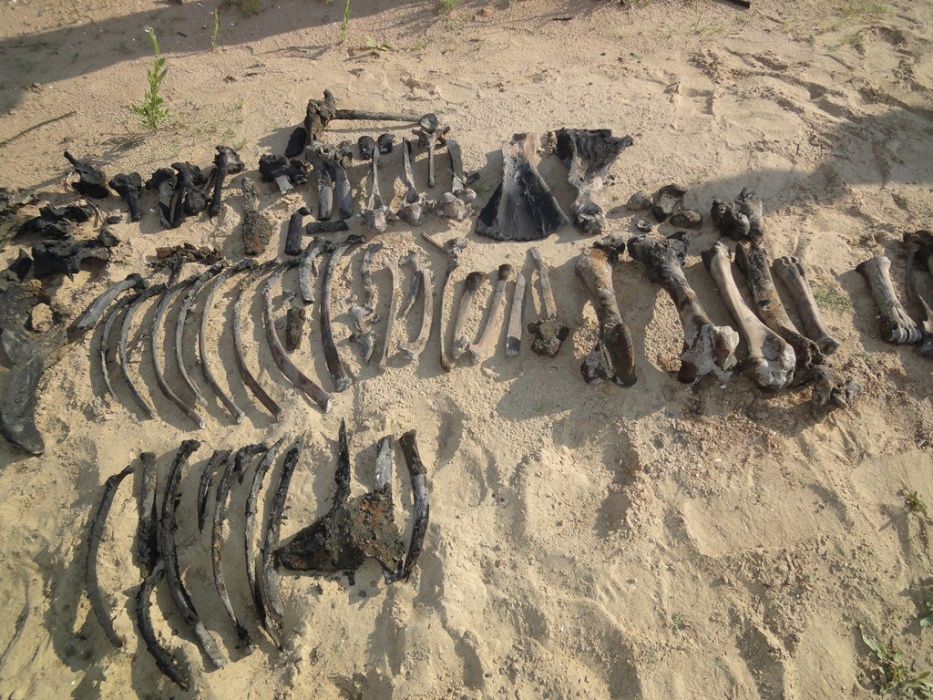 Под Астраханью обнаружили скелет древнего бизона