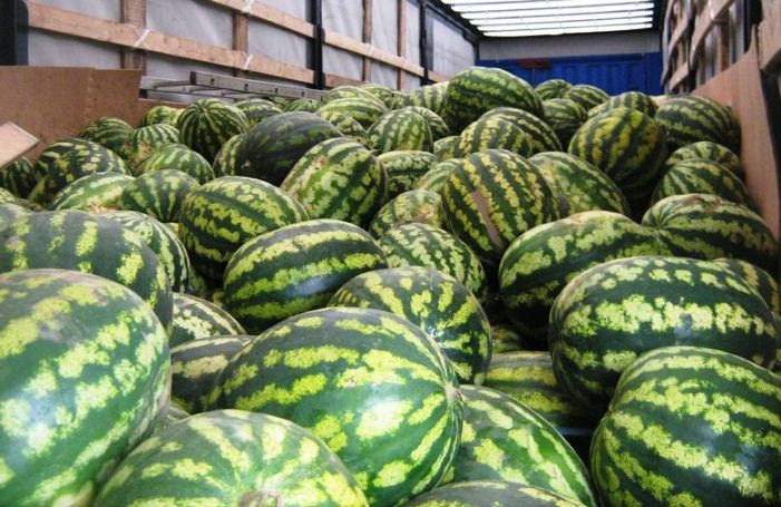 Прямо в поле у астраханского фермера похитили 27 тонн бахчевых