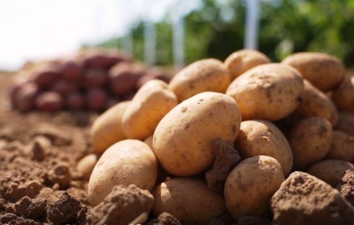К ахтубинскому фермеру приезжали местные и волгоградские овощеводы, чтобы присмотреть картофель для будущего урожая