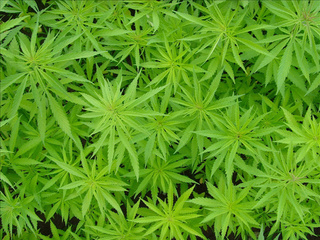 Астраханец хранил в гараже больше килограмма марихуаны