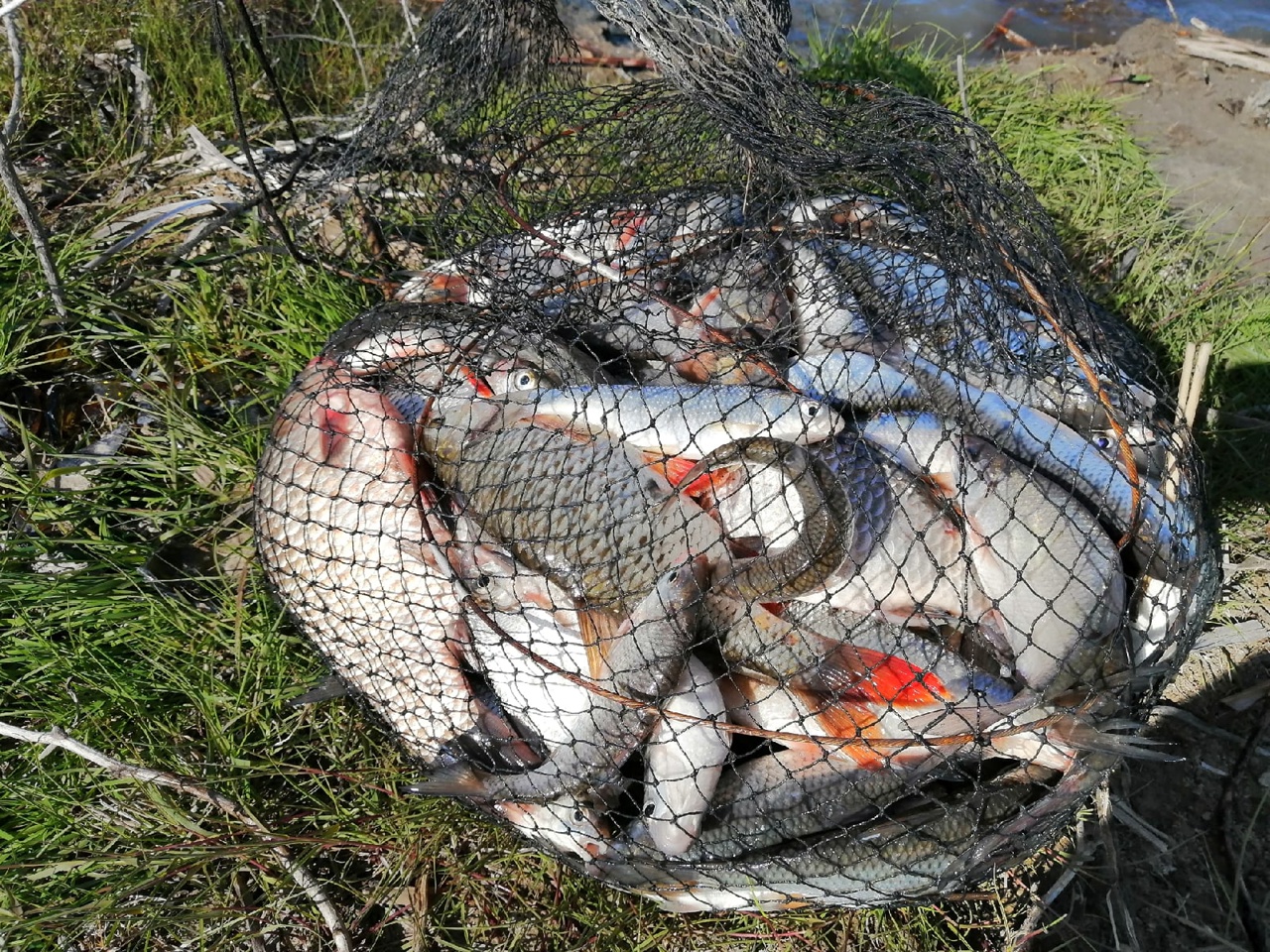 В астраханских реках массово ловят рыбу