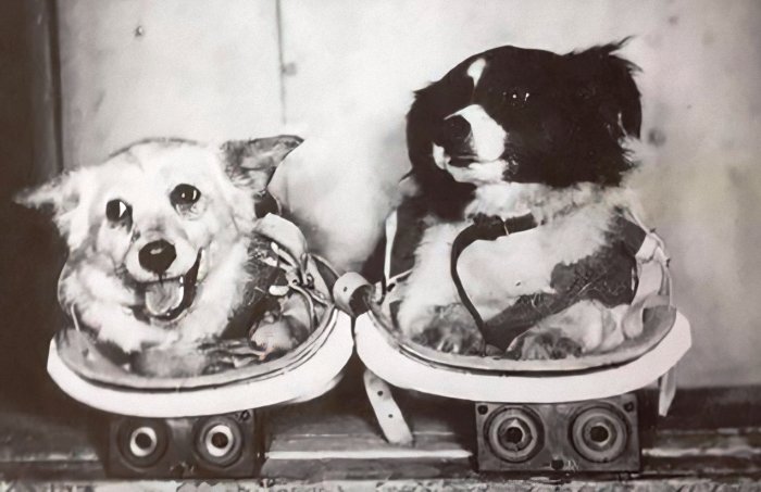 Астраханский численник. Петр – в поход, собаки – в космос