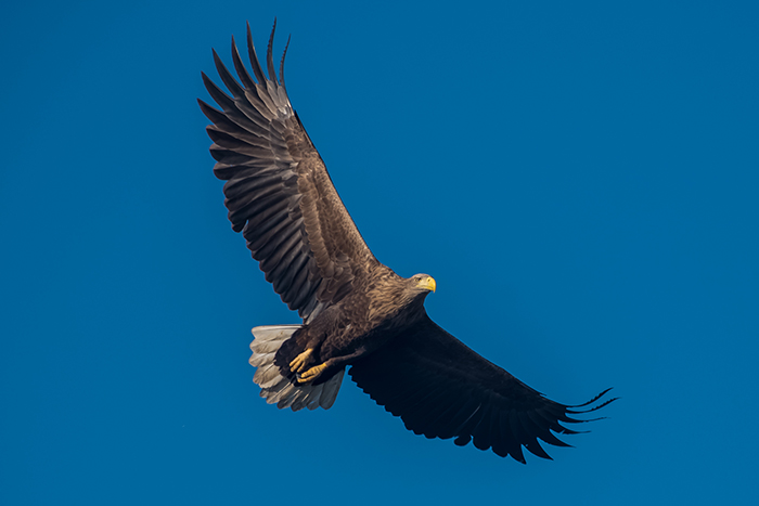 Записки астраханского натуралиста. Последний месяц осени