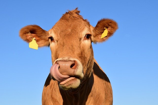 Россия запретила импорт мяса и скота из Казахстана