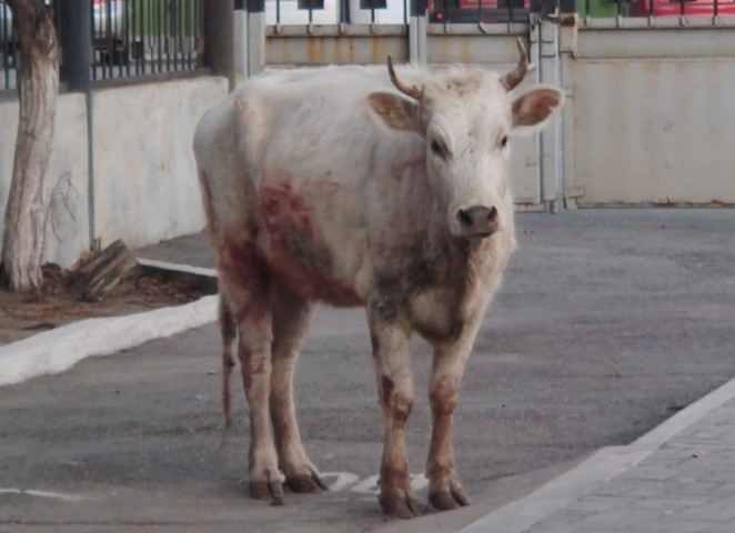 Сбежавшая от хозяина корова пугала автомобилистов на Новом мосту в Астрахани, видео