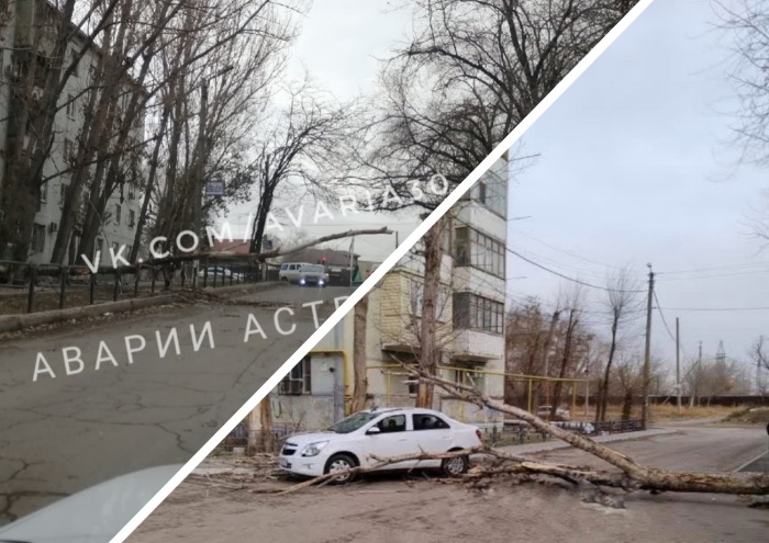 В Астрахани из-за сильного ветра упали два дерева