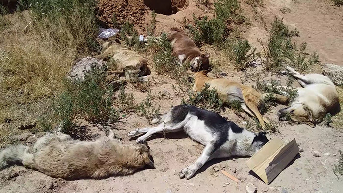 Полиция проводит проверку по факту массового убийства собак на Боевой в Астрахани