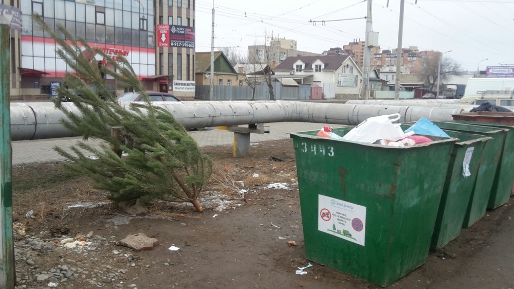 Фото дня: в Астрахани уже избавляются от сосен