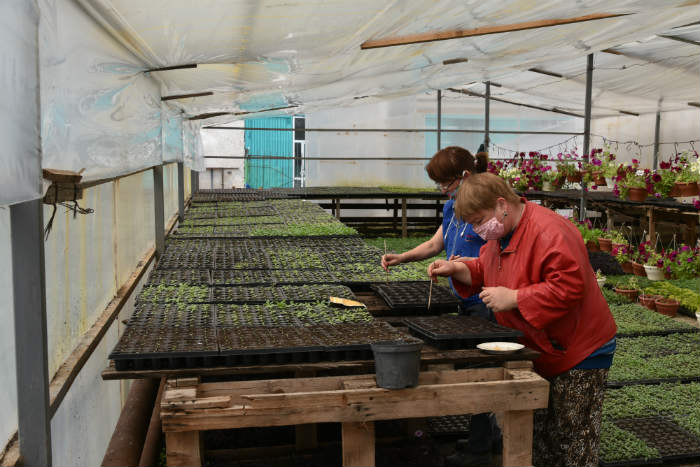 В Астрахани приступают к высадке 600 тысяч цветов