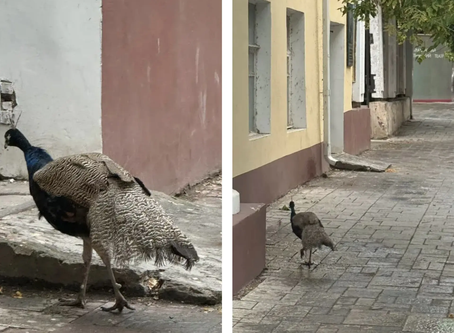 По центральной улице Астрахани разгуливает павлин
