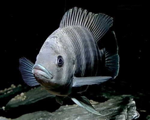 В Астраханской области собираются выращивать тиляпию