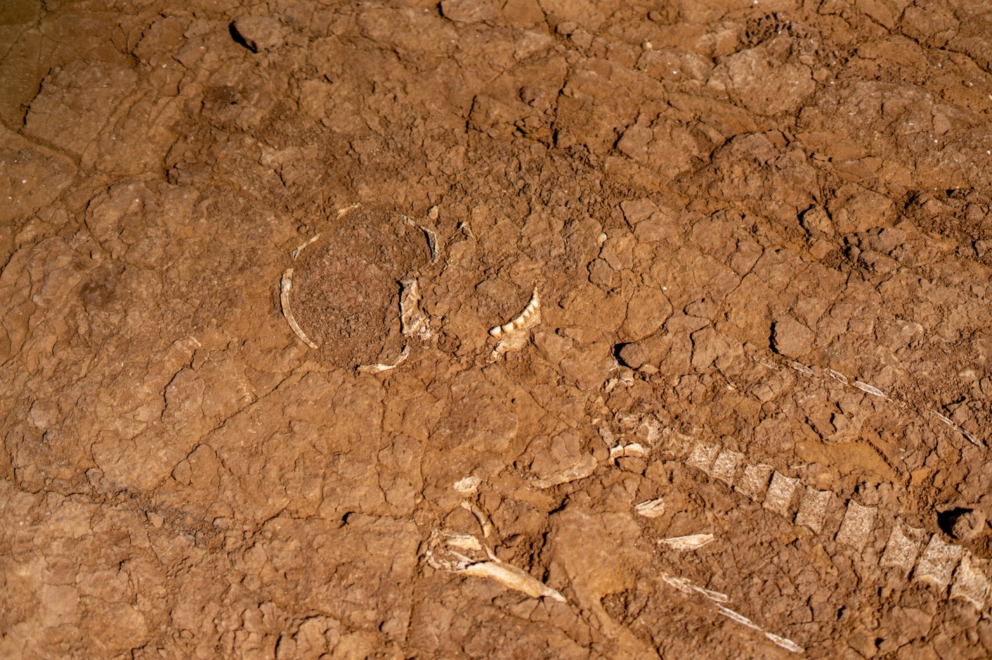 Студенты из ДНР вместе с археологами нашли массовые захоронения в Камызякском районе