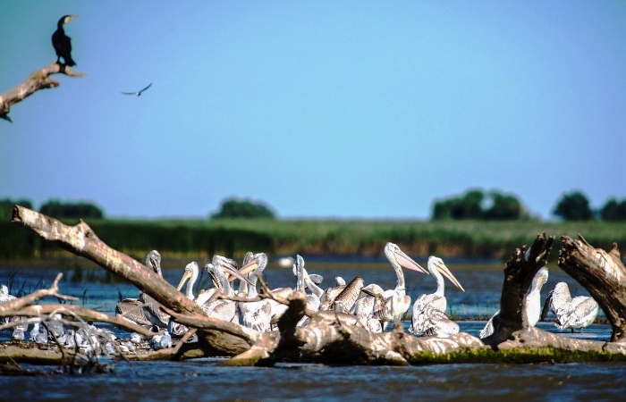 Дельта Волги в Астраханской области вошла в топ-7 мест России, где рекомендуется встретить весну