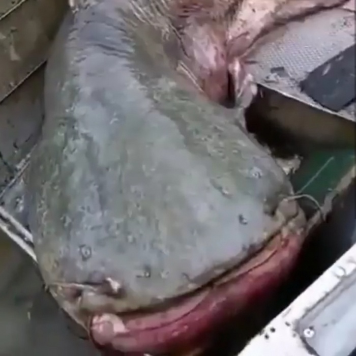 В Астраханской области поймали страшного и невероятно гигантского сома (ВИДЕО)