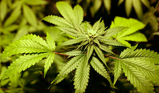 В Астрахани продавец спайса попался из-за расширения «бизнеса»