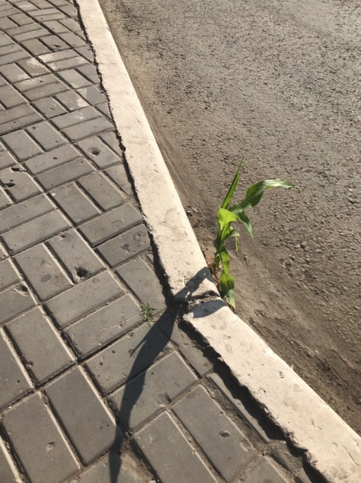 Дары Подземелья. В Астрахани сквозь асфальт проросла кукуруза