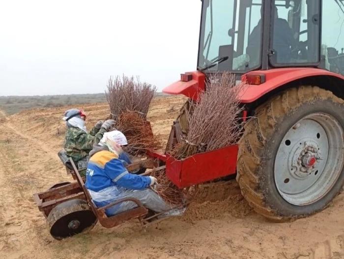 Лесхозы отчитались о завершении посадочной кампании в Астраханской области