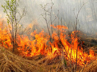 Гринпис поможет тушить тростниковые пожары в Астраханском заповеднике