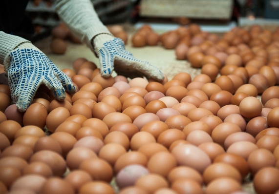 Сговорились по яйцам