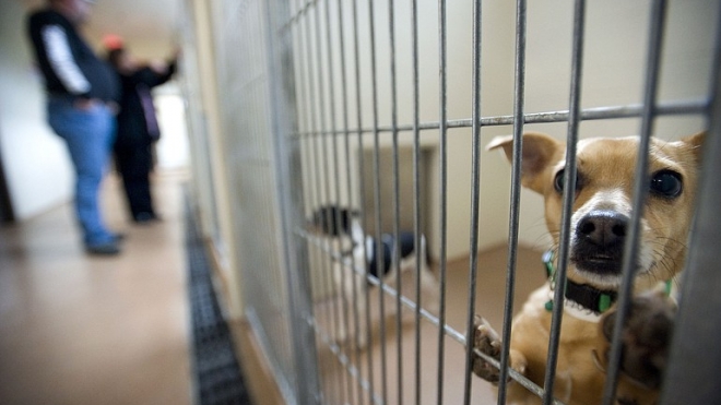 В Астраханской области с бездомными животными боролись только на бумаге