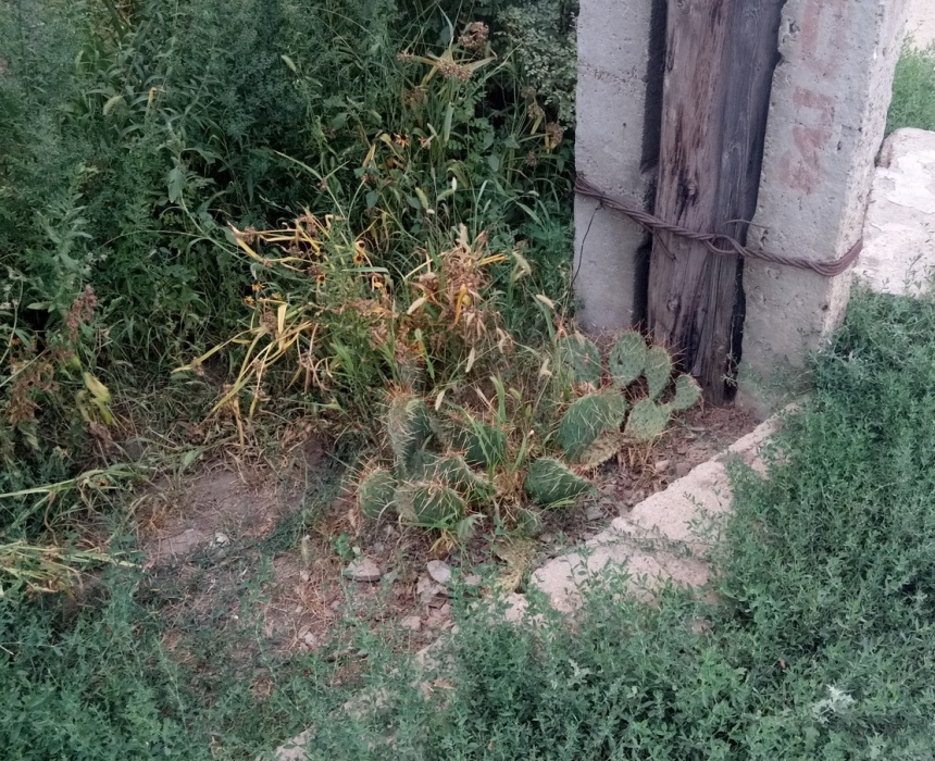 У астраханца перед домом неожиданно вырос американский биодиверсант