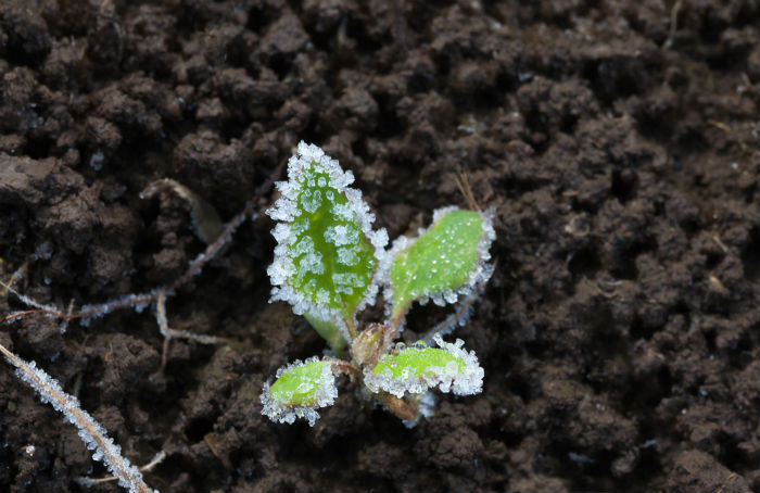 В Астраханской области еще три дня будут заморозки, рассада под угрозой