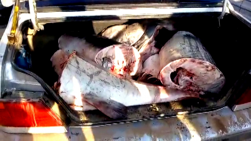 Астраханские инспекторы ДПС остановили машину с богатством