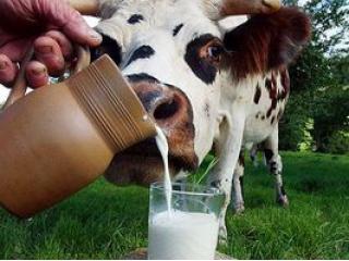 Покупатель — продавец — молоко. Кто третий лишний?