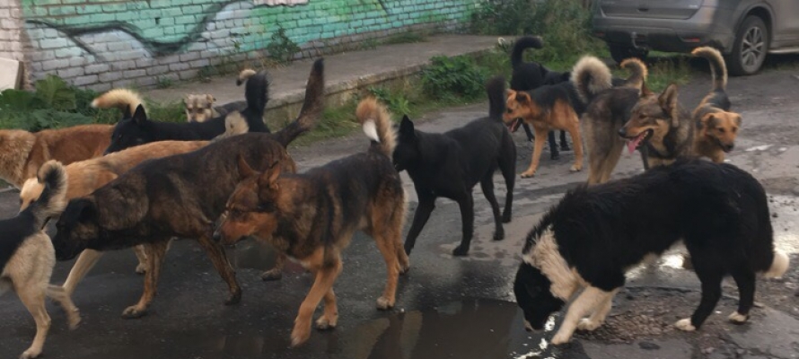 Жители Трусовского района Астрахани не могут найти спасения от своры собак  (ВИДЕО)