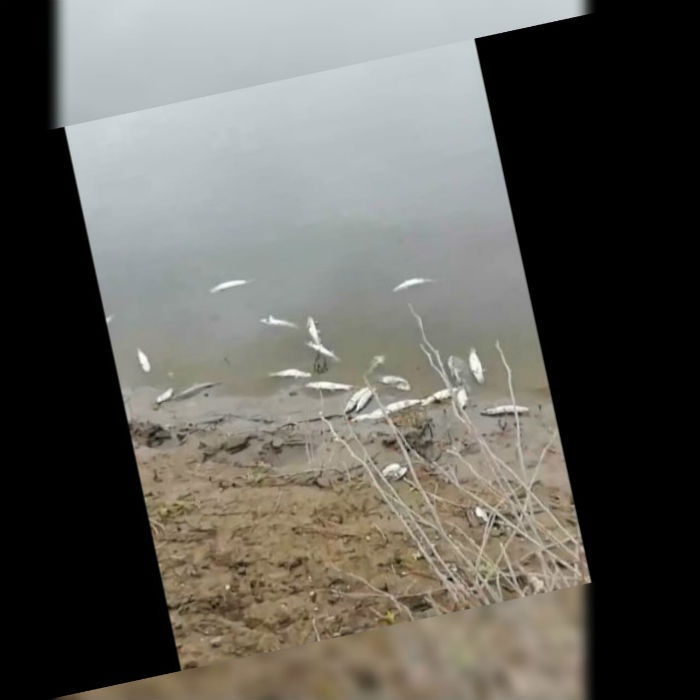Под Астраханью засняли берег реки, усыпанный мертвой рыбой