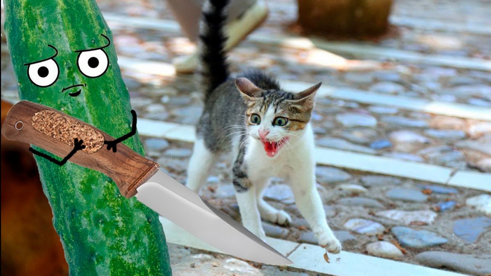 Огурцы пугают астраханцев