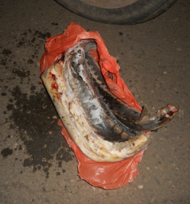 В Астрахани инспекторы ДПС изъяли 18 кг незаконно добытой осетрины