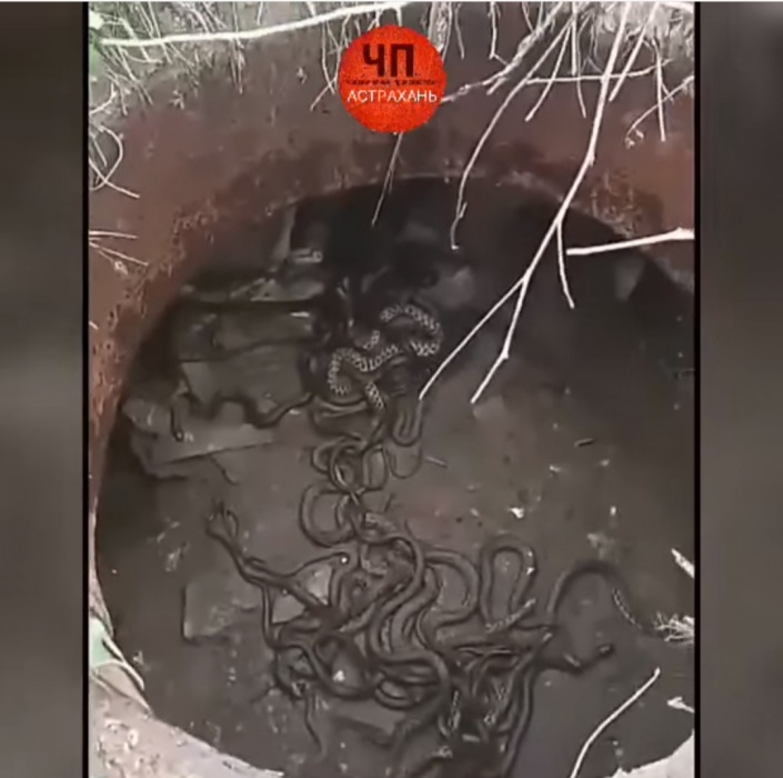 В Астраханской области засняли змеиные оргии