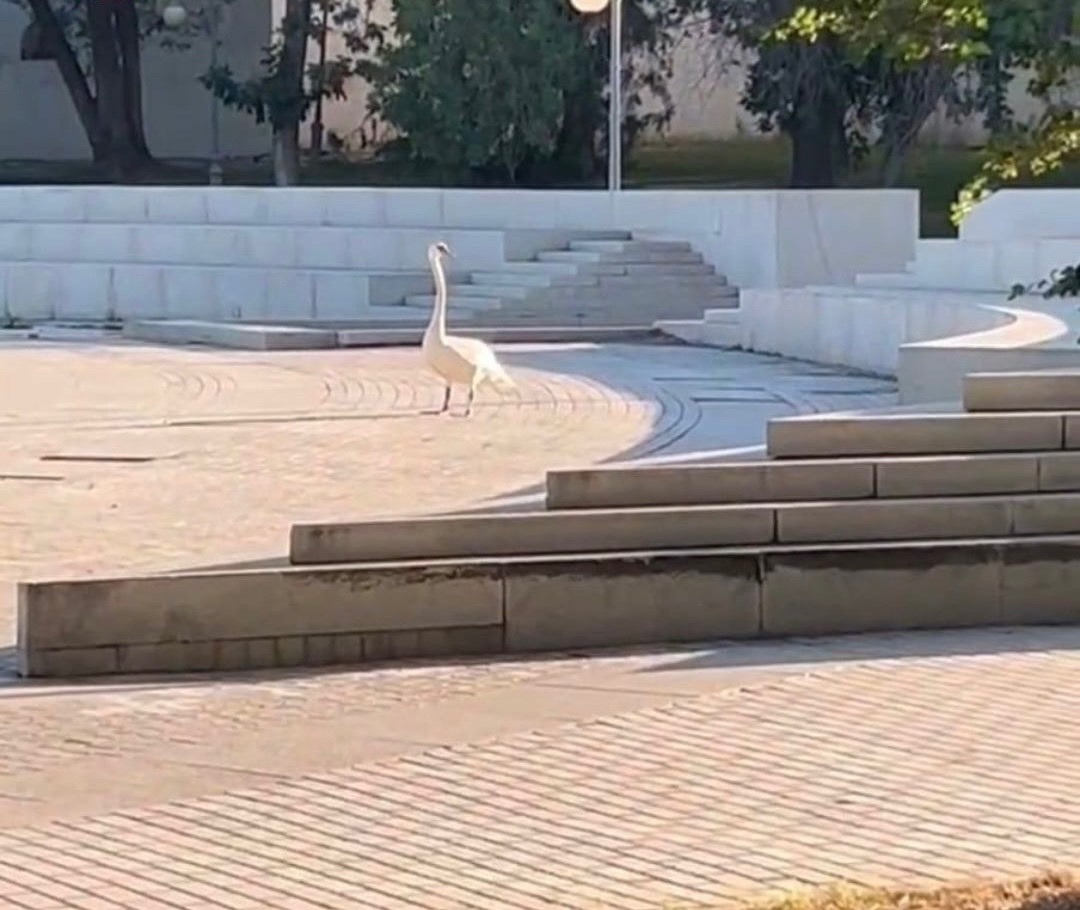 Дикие лебеди: в центре Астрахани вновь заметили беглеца