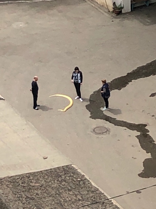 Пользователи соцсетей гадают, что случилось с питоном из зоопарка