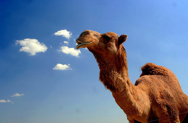 Ученые вывели устойчивого к сильным морозам и жаре верблюда "астраханского"