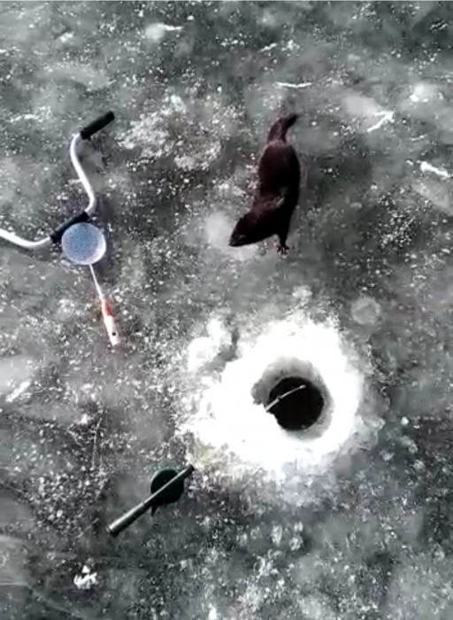 Астраханские рыбаки знакомятся с норкой (ВИДЕО)