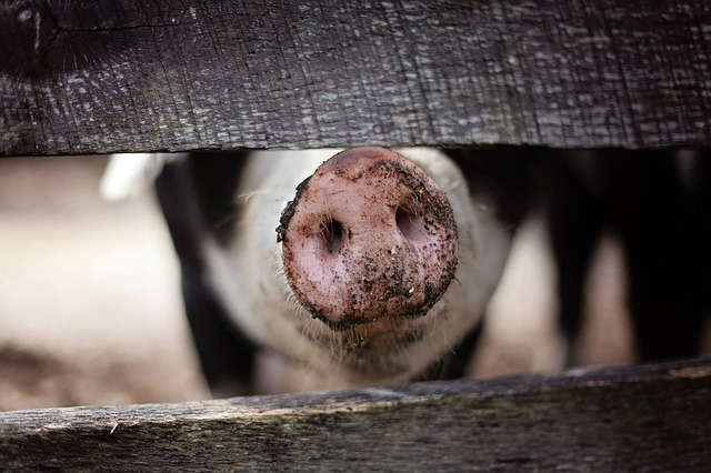 В Ахтубинске введен карантин из-за вспышки африканской чумы свиней