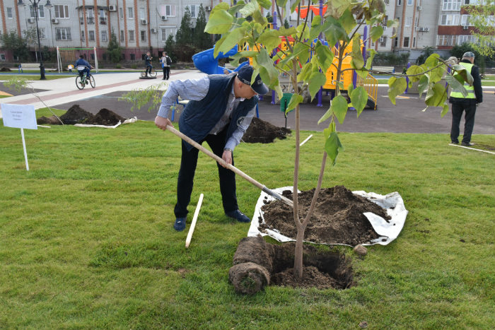 На Петровской набережной высадили более 200 деревьев