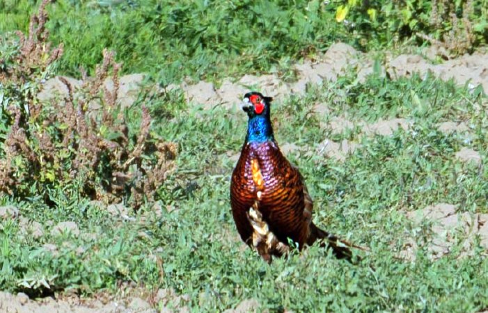 С понедельника в Астраханской области начнут выдачу разрешений на охоту полевой дичи и пушных зверей