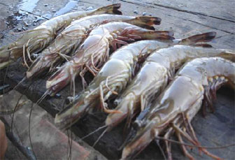 Комплекс по выращиванию креветок и тропических раков построят в Камызякском районе