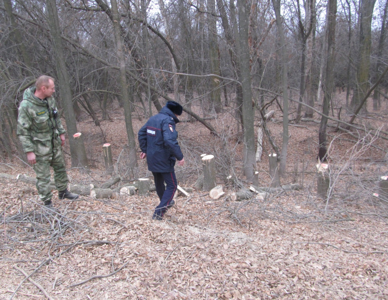 Задержана группа астраханских лесорубов