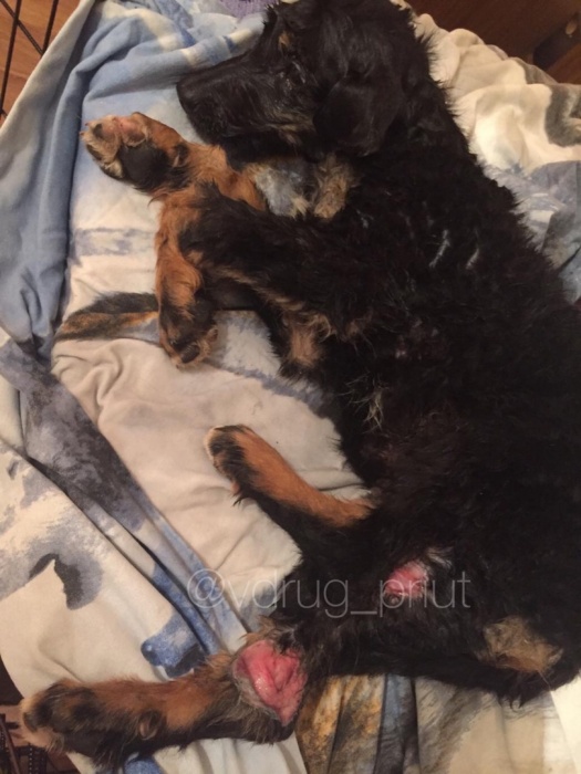 Астраханцы возмущены поведением водителя внедорожника, который переехал щенка 