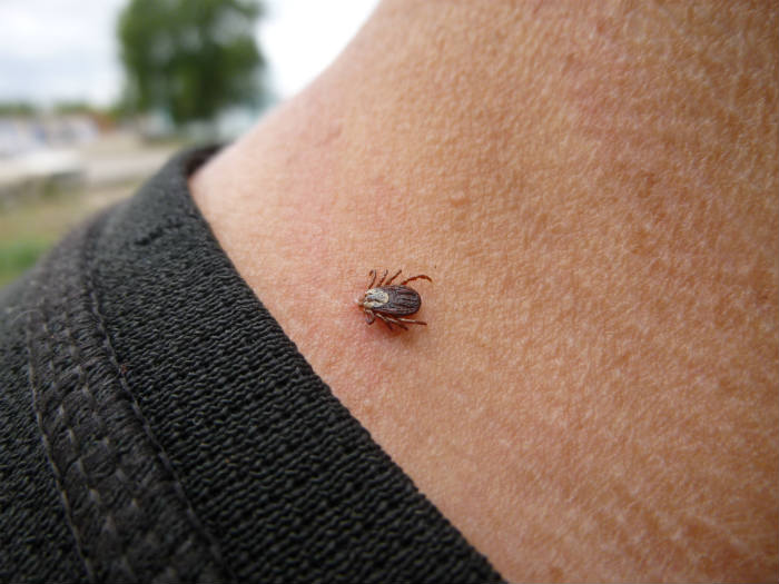 Клещи укусили астраханцев полторы тысячи раз