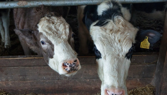 Опасное заболевание животных массово распространяется в Астраханской области
