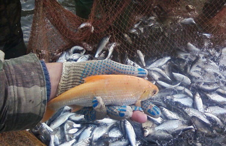 В Астрахани поймали уже вторую золотую рыбку