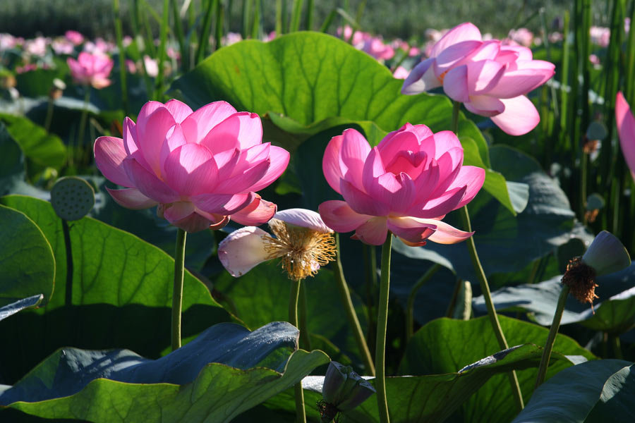 Красота среди нас: В Астраханской области зацвели лотосы